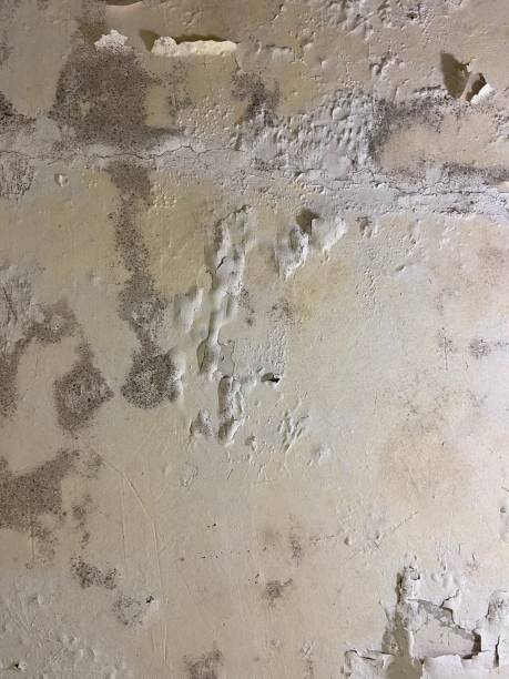 Best Bathroom Mold Remediation in Chandler, AZ
